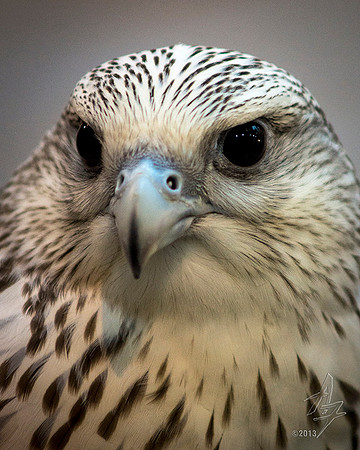 Gyrfalcon