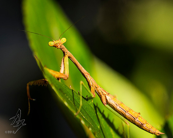 Mantis