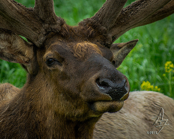 Bull Elk