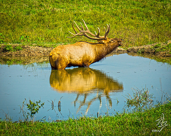 bugle reflection