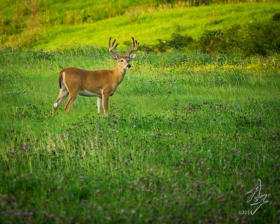 velvet buck