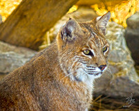 Bobcat