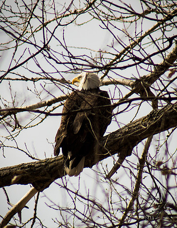standoffish eagle