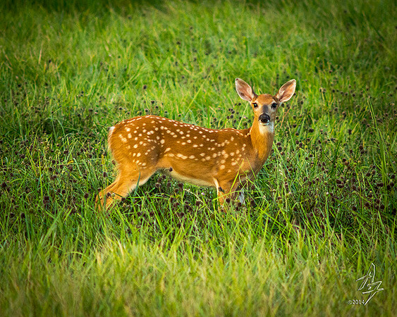 fawn