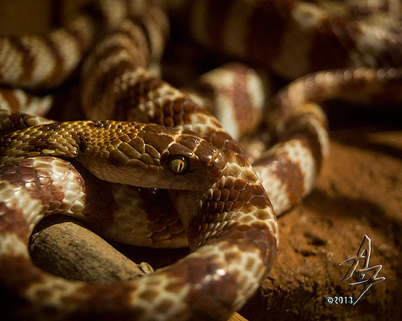 slither