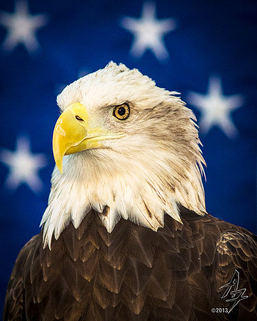 Eagle Stars