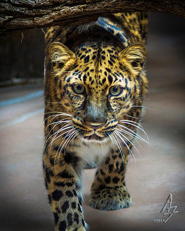 stalking