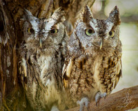 Screech Owls