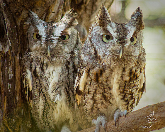 Screech Owls