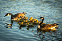 Evening swim