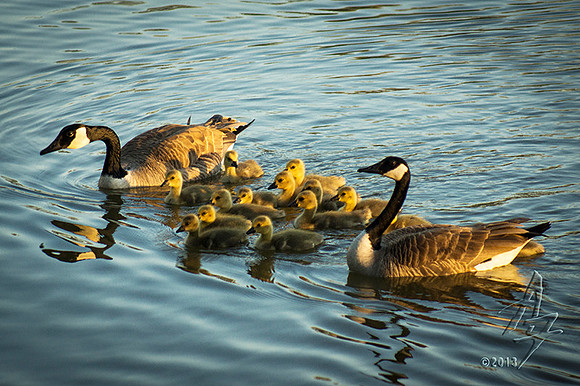 Evening swim
