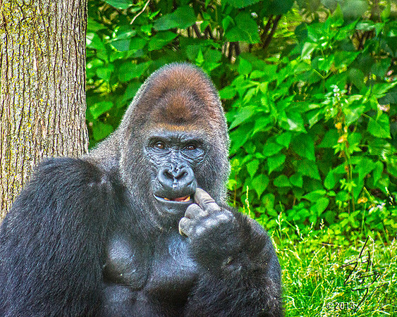 Gorilla Pose