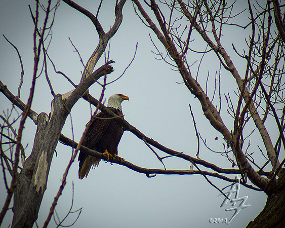 eagle perch