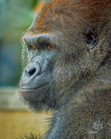 silverback