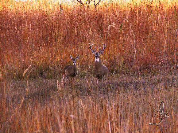 autumn bucks