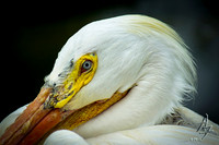 Pelican Profile
