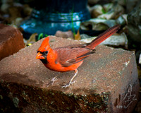 Cardinal