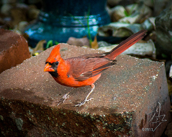 Cardinal