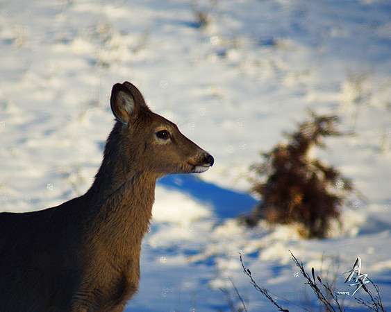 doe profile