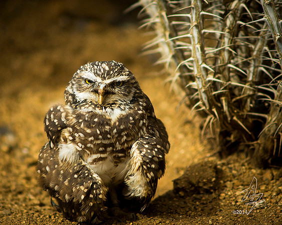 burrowing owl