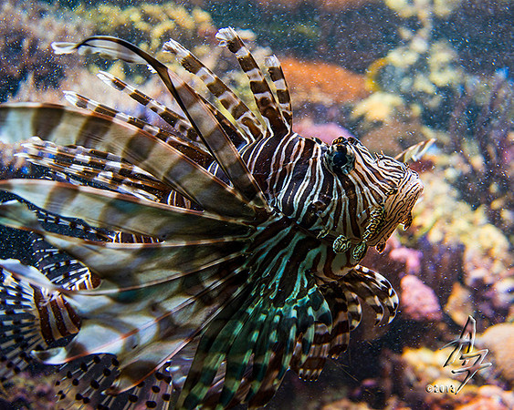lionfish