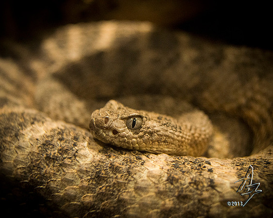 coiled