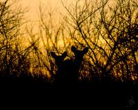 Double Silhouette