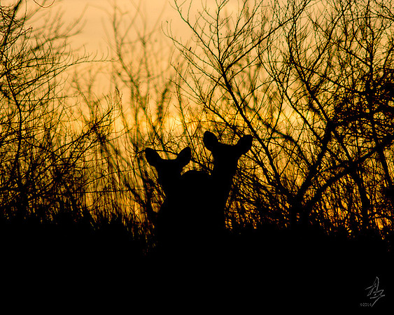 Double Silhouette