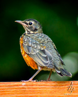 Fresh Out OF The Nest