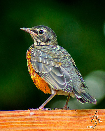 Fresh Out OF The Nest