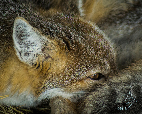 Bashful fox