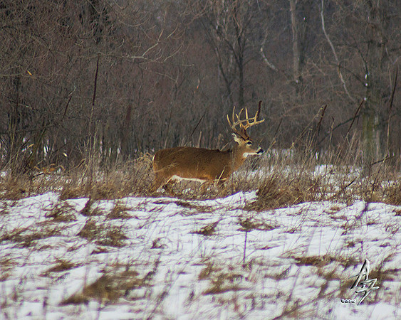 10 point