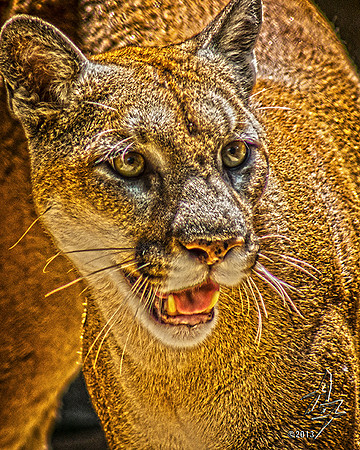mountain lion