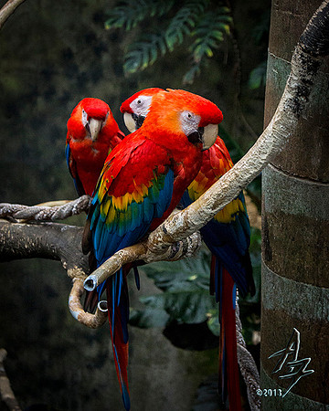 plumage