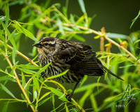 Ruffled