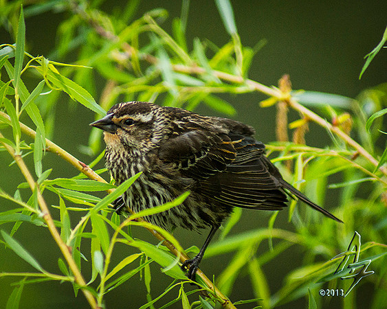 Ruffled