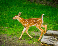 New Fawn