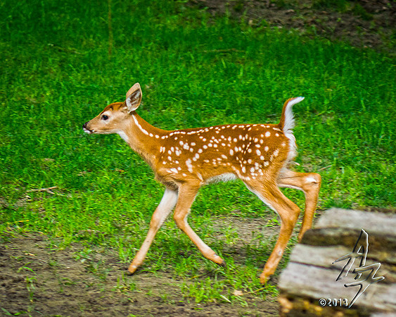 New Fawn