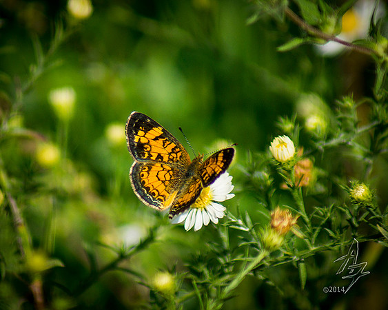 floral perch