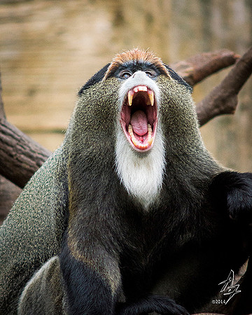 mad monkey