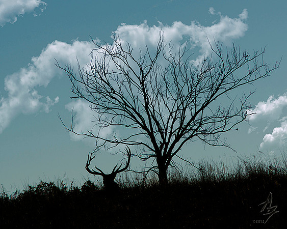 Elk Silhouette