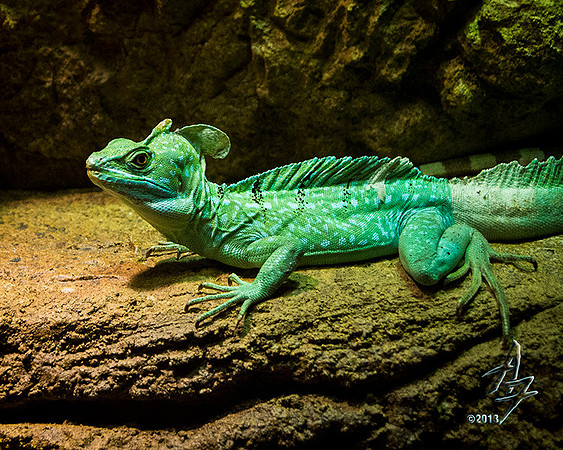 green basilisk