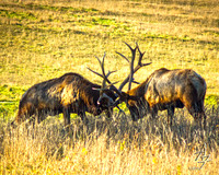 Bull Battle
