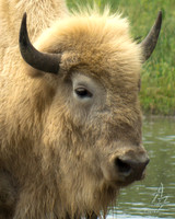 White Buffalo