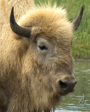 White Buffalo