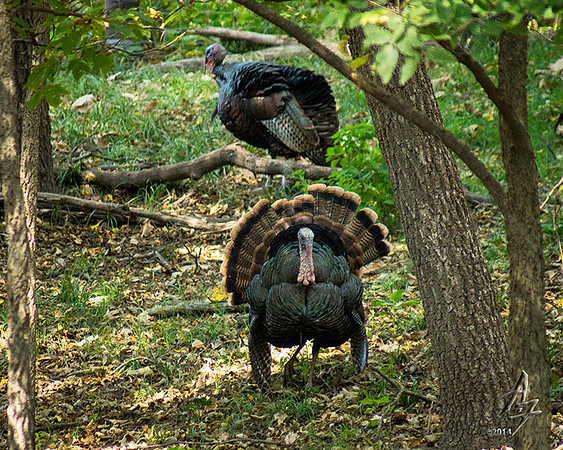 strut