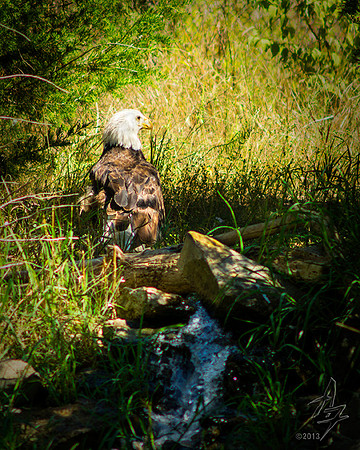 Eagle Stream