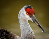 Sandhill Crane