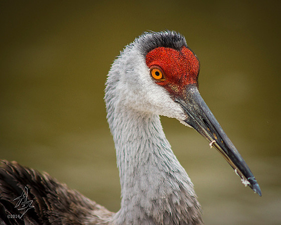 Sandhill Crane