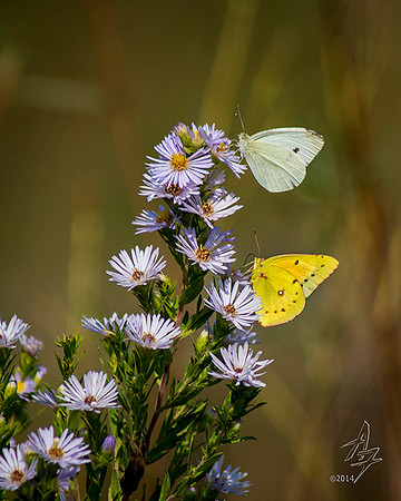 butterfly buffet
